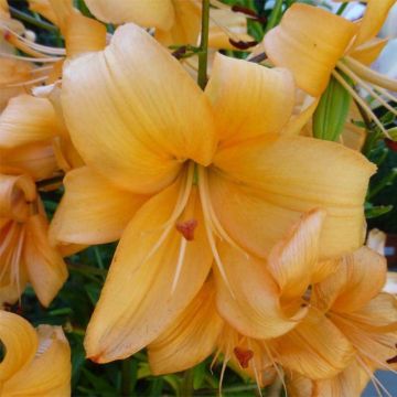 Asiatische Lilie Pearl Stacey - Lilium