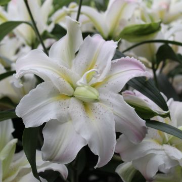 Asiatische Lilie Soft Music - Lilium