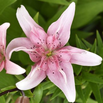 Orientalische Lilie Elodie - Lilium