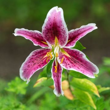 Lilie Uchida - Lilium speciosum rubrum