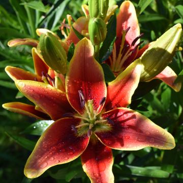 Orientalische Lilie Avalon Sunset - Lilium