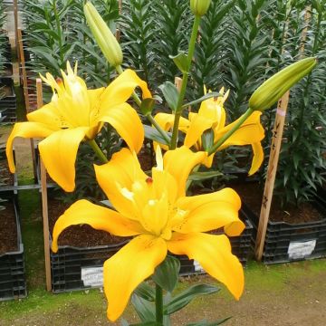 Hybrid-Lilie Backhand Butterfly Spring - Lilium