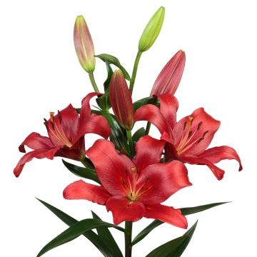 Hybrid-Lilie Brianza - Lilium