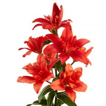 Hybrid-Lilie Caddy Butterfly Tropic - Lilium