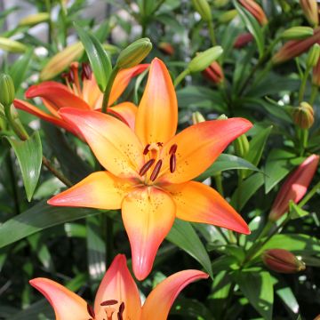 Hybrid-Lilie Royal Sunset - Lilium