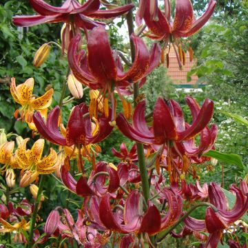 Türkenbund-Lilie P320 JW10 - Lilium martagon