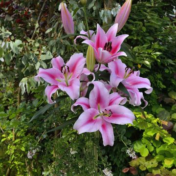 Orientalische Lilie Frontera - Lilium