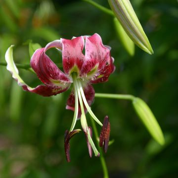 Orientalische Lilie Black Beauty - Lilium