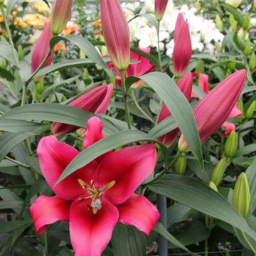 Hybrid-Lilie Red Desire - Lilium