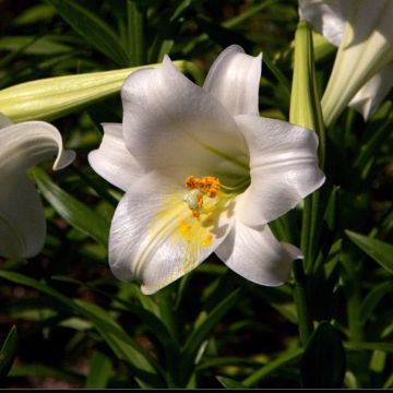 Langblütige Lilie Snow Queen - Lilium longiflorum