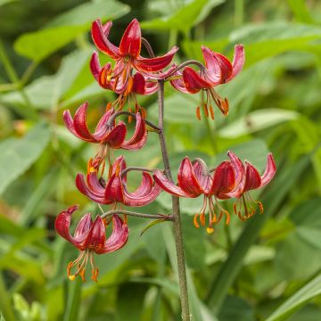 Türkenbund-Lilie Claude Shride - Lilium martagon