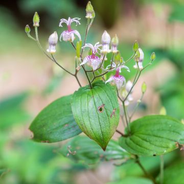 Lis orchidée - Lis des crapauds - Tricyrtis macropoda