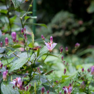 Lis orchidée - Tricyrtis formosana