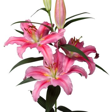 Orientalische Lilie Lodi - Lilium