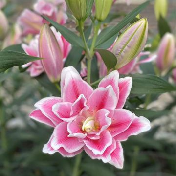 Orientalische Lilie Roselily Mikaela - Lilium