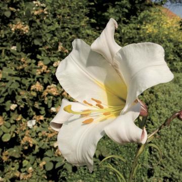 Königs-Lilie - Lilium regale