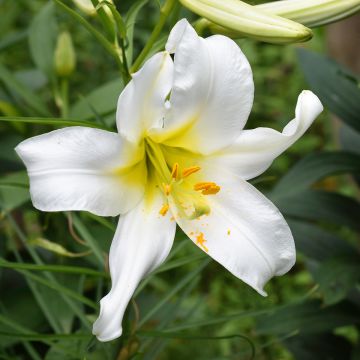 Königs-Lilie Album - Lilium regale