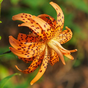 Tiger-Lilie Flore Pleno - Lilium lancifolium