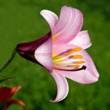 Orientalische Lilie Pink Perfection - Lilium