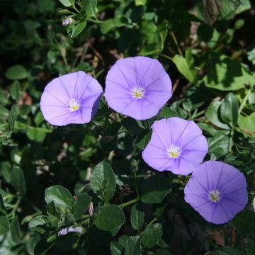 Convolvulus sabatius Compacta - Kriechende Winde