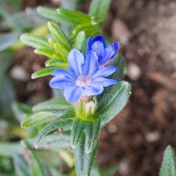 Steinsame Heavenly Blue - Lithodora diffusa