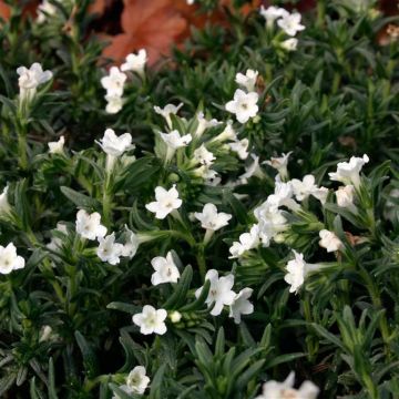 Steinsame Alba - Lithodora diffusa