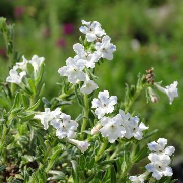 Steinsame Cambridge Blue - Lithodora diffusa