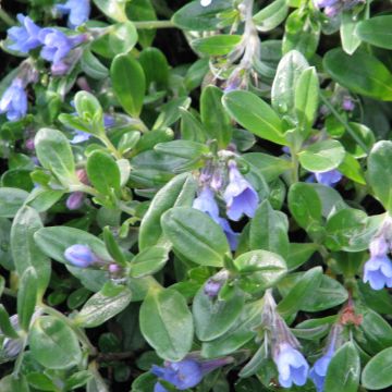 Ölbaumblättriger Scheinsteinsame - Lithodora oleifolia