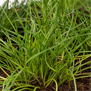 Litorella uniflora - Europäischer Strandling