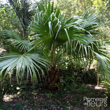 Livistona chinensis - Livingstonpalme