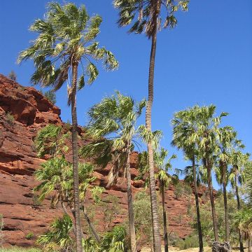 Livistona mariae - Palmier chou d'Australie