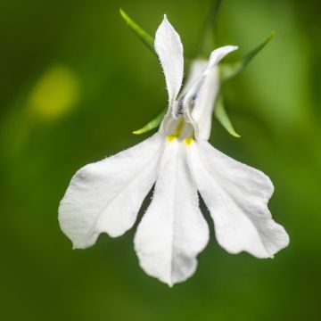 Lobelia erinus Anabel Snow White - Lobelie