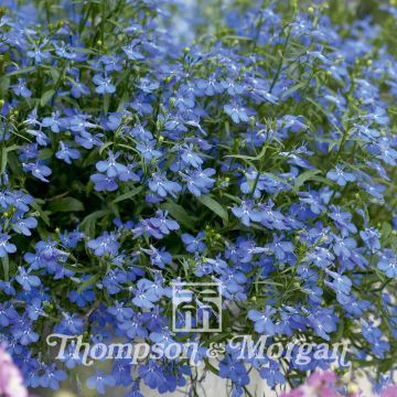 Lobelia erinus Cambridge Blue (Samen) - Lobelie