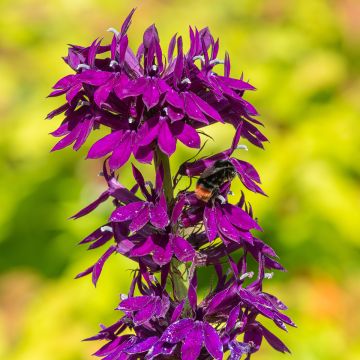 Lobelia gerardii Vedrariensis - Stauden-Lobelie