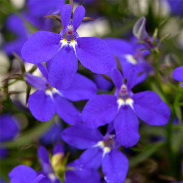 Lobelia erinus Deep Blue Star - Lobelie