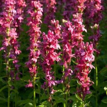 Prachtlobelie Monet Moment - Lobelia speciosa