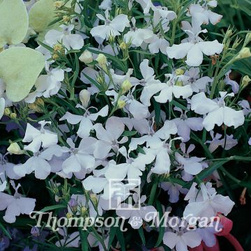 Lobelia erinus White cascade (Samen) - Lobelie