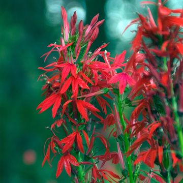 Lobelia cardinalis - Kardinals-Lobelie