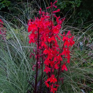 Stauden-Lobelie Queen Victoria - Lobelia fulgens