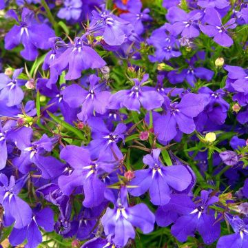 Lobelia erinus Crystal Palace - Lobelie