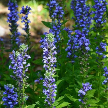 Stauden-Lobelie - Lobelia siphilitica