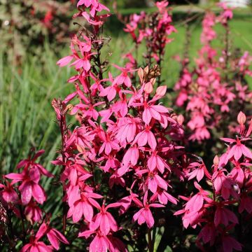 Prachtlobelie Fan Salmon - Lobelia speciosa