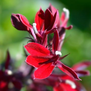 Prachtlobelie Fan Scharlach - Lobelia speciosa