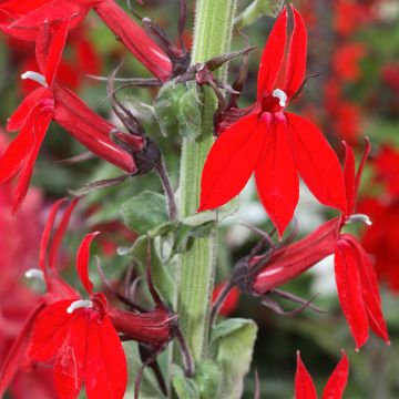 Prachtlobelie Fan Tiefrot - Lobelia speciosa