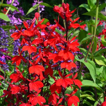 Prachtlobelie Fan burgundy - Lobelia speciosa