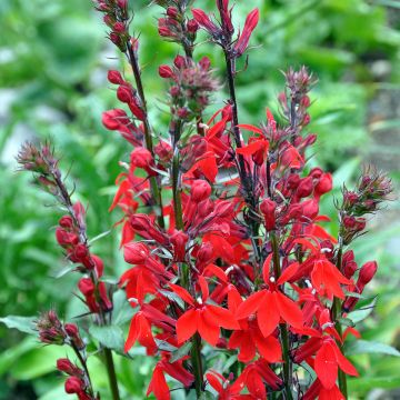 Prachtlobelie Kompliment Tiefrot - Lobelia speciosa