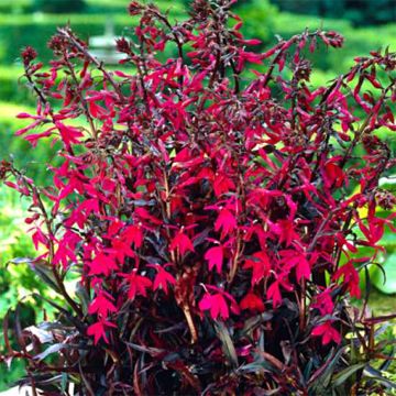 Prachtlobelie Russian Princess - Lobelia speciosa