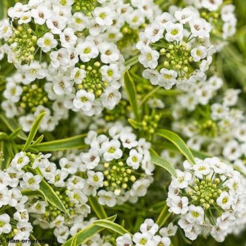 Strand-Silberkraut Primavera Princess - Lobularia