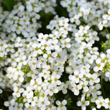 Strand-Silberkraut Sweet White (Samen) - Lobularia