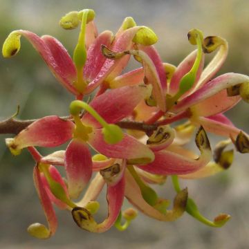 Lomatia ferruginea - Lomatie